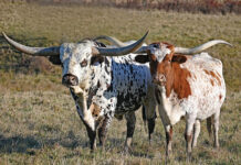 Fancy headgear: Horns v. antlers Longhorn cattle