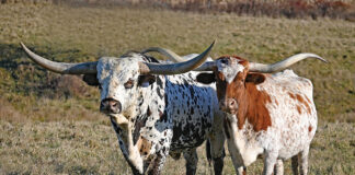 Longhorn cattle