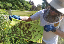 The vital role of county apiary inspectors in safeguarding bee health Medina County Apiary Inspector Michael Mohn