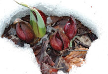 First wildflower of the year prepares to emerge Skunk cabbage flowers displaying thermogenesis