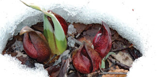 Skunk cabbage flowers displaying thermogenesis