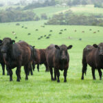 Youth Beef Production Field Day set for June 15 beef