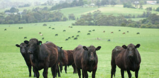 Advanced cattle nutrition course May 16 beef