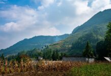 Record supplies around the world yield reduced grain prices corn in China