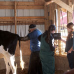 Dairy vets provide biosecurity advice to prepare farmers Pregnancy check on a dairy cow