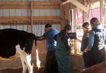 Ohio invests $30M to address large animal vet shortage Pregnancy check on a dairy cow
