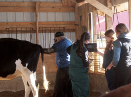 Ohio invests $30M to address large animal vet shortage Pregnancy check on a dairy cow