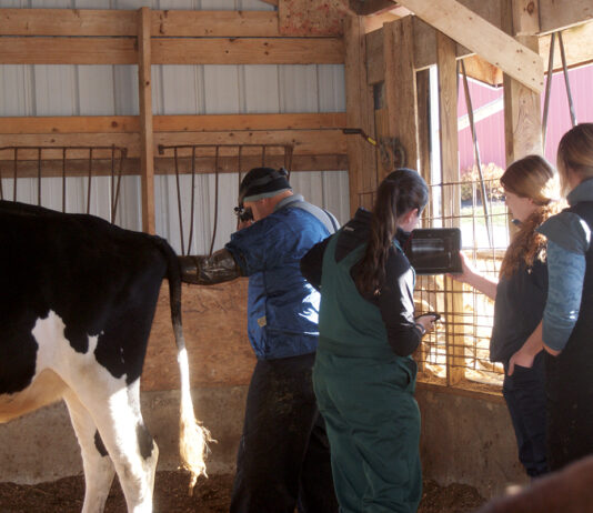Ohio invests $30M to address large animal vet shortage Pregnancy check on a dairy cow