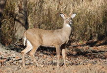 Knox County poaching case ends with guilty plea deer