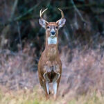 Conservation efforts offer hope to wildlife deer