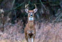 Ohio sees average muzzleloader season deer