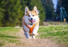 Geauga Park District offers Hound Hikes dog