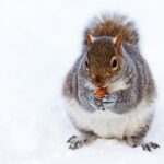 Where does Ohio’s wildlife go in the winter? fat squirrel