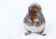 Where does Ohio’s wildlife go in the winter? fat squirrel