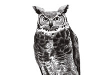 Whooooo’s first? The great horned owl, that’s whooo! Great Horned Owl Illustration