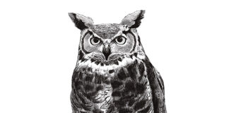 Great Horned Owl Illustration