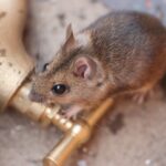 Hard lessons from a long December mouse