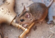 Hard lessons from a long December mouse