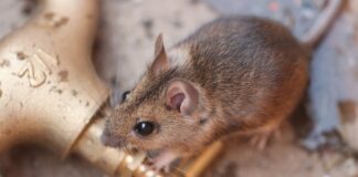 Hard lessons from a long December mouse