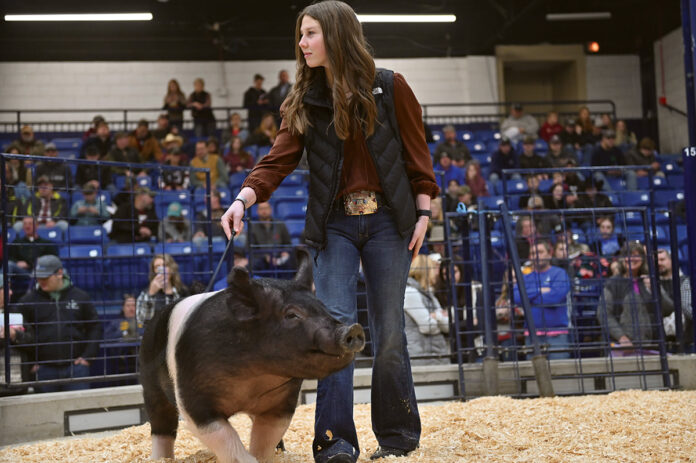 reserve champ hog pa farm show reserve champ hog pa farm show