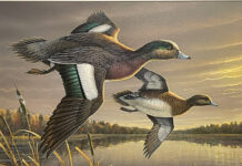 Enter the Ohio Wetlands Habitat Stamp competition stamp
