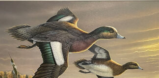 Enter the Ohio Wetlands Habitat Stamp competition stamp