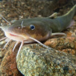 Extinct Ohio fish befuddles biologists stonecat madtom