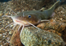 Extinct Ohio fish befuddles biologists stonecat madtom