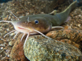 Extinct Ohio fish befuddles biologists stonecat madtom