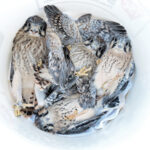 Looking down into a bucket of chicks being lowered for banding