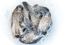 The American kestrel: A falcon in peril Looking down into a bucket of chicks being lowered for banding
