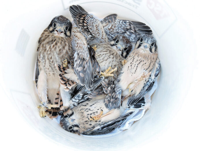 Looking down into a bucket of chicks being lowered for banding