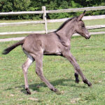 The mule: A healthy hybrid Mule foal