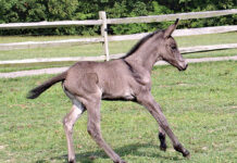 The mule: A healthy hybrid Mule foal