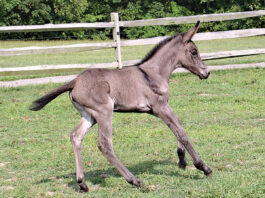 The mule: A healthy hybrid Mule foal