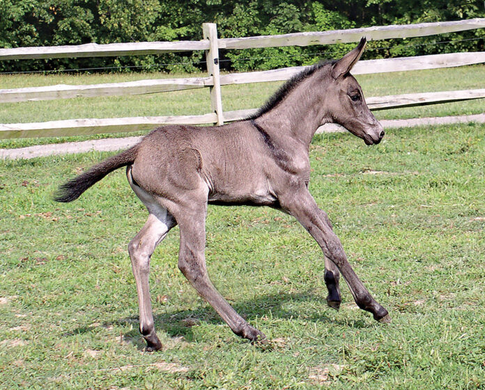Mule foal Mule foal