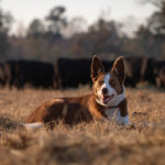 Farm Bureau Names 2024 Farm Dog of the Year Skippy