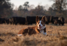 Farm Bureau Names 2024 Farm Dog of the Year Skippy