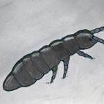 Spotting snow fleas Snow Flea up close