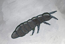 Spotting snow fleas Snow Flea up close