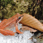Wood frogs usher in leap year Wood Frog
