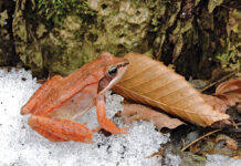 Wood frogs usher in leap year Wood Frog