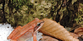 Wood Frog
