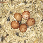 clutch of eggs