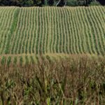 Information dump will improve predictability of markets corn field