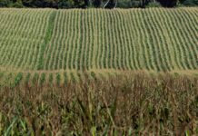 Information dump will improve predictability of markets corn field