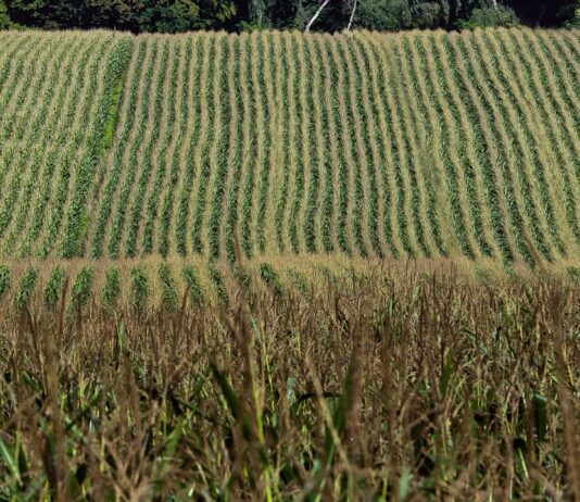 There’s no heresy in the law of supply and demand corn field