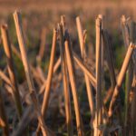 Troubling news exacerbates low commodity prices corn stalks