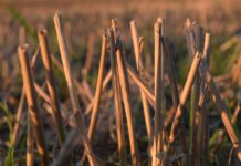 Troubling news exacerbates low commodity prices corn stalks