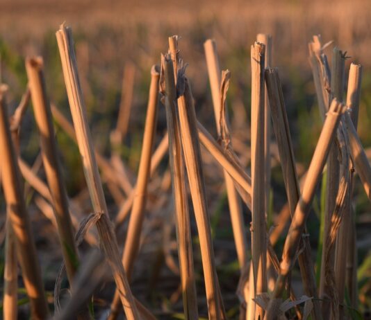 Troubling news exacerbates low commodity prices corn stalks